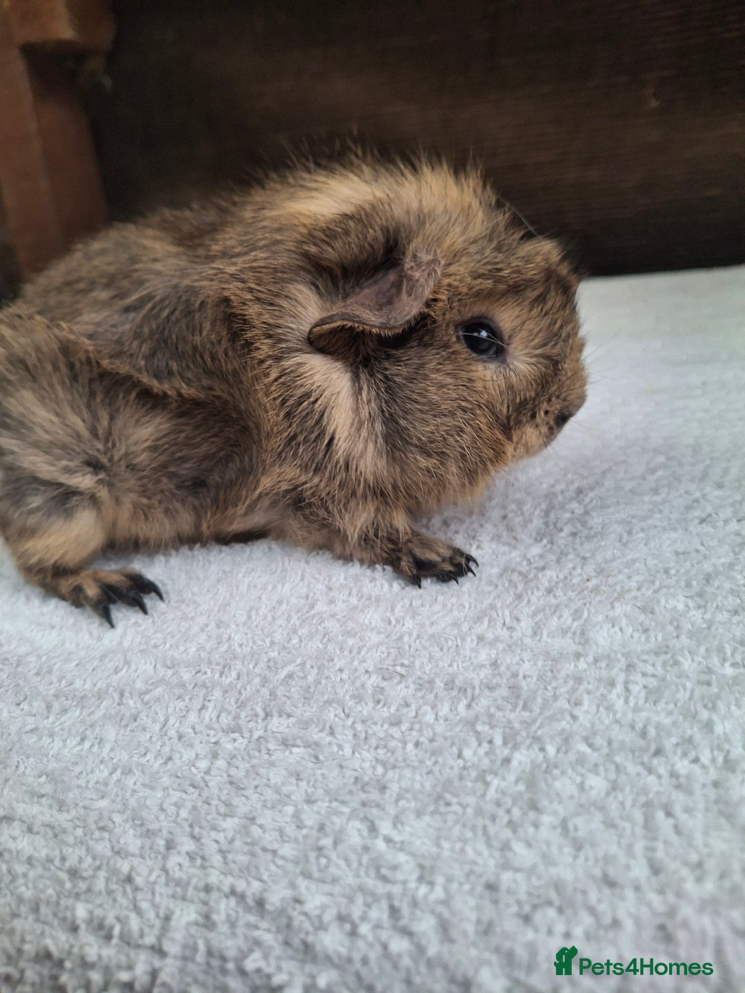 Guinea Pig rodents for sale: Baby Male Guineapigs  - Image 8