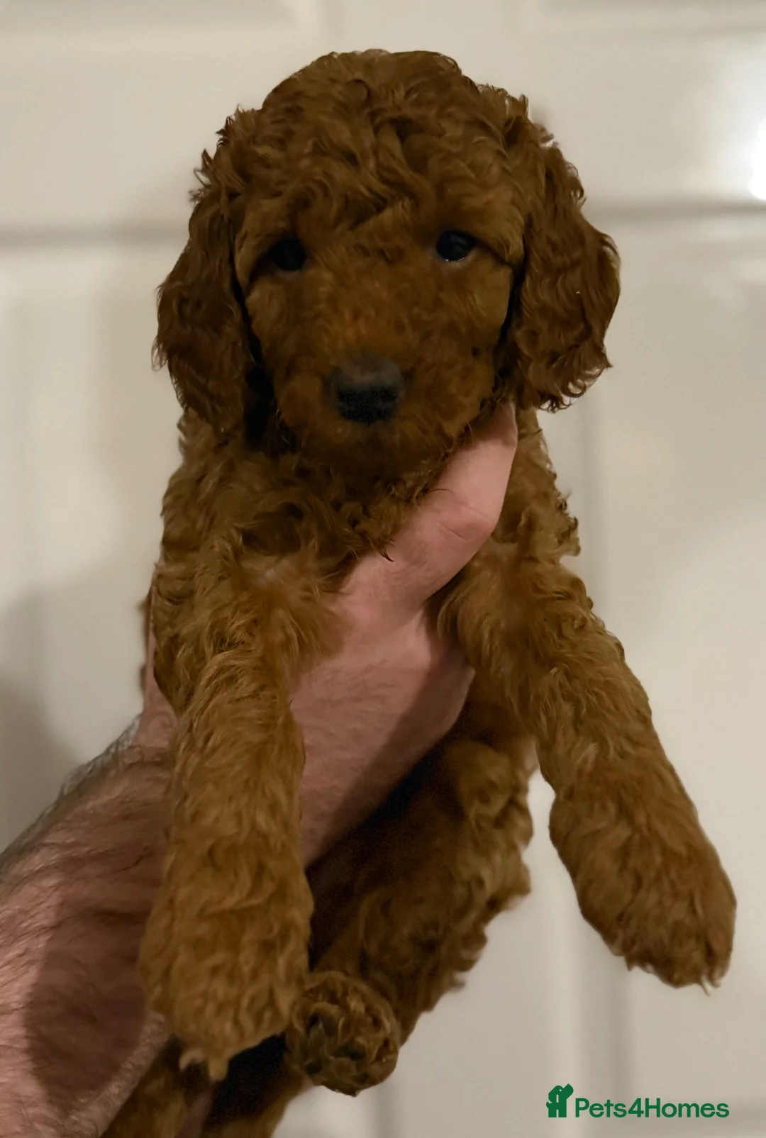 Labradoodle dogs for sale: Exceptional F1BB Labradoodle Puppies - Home Raised - Advert 21