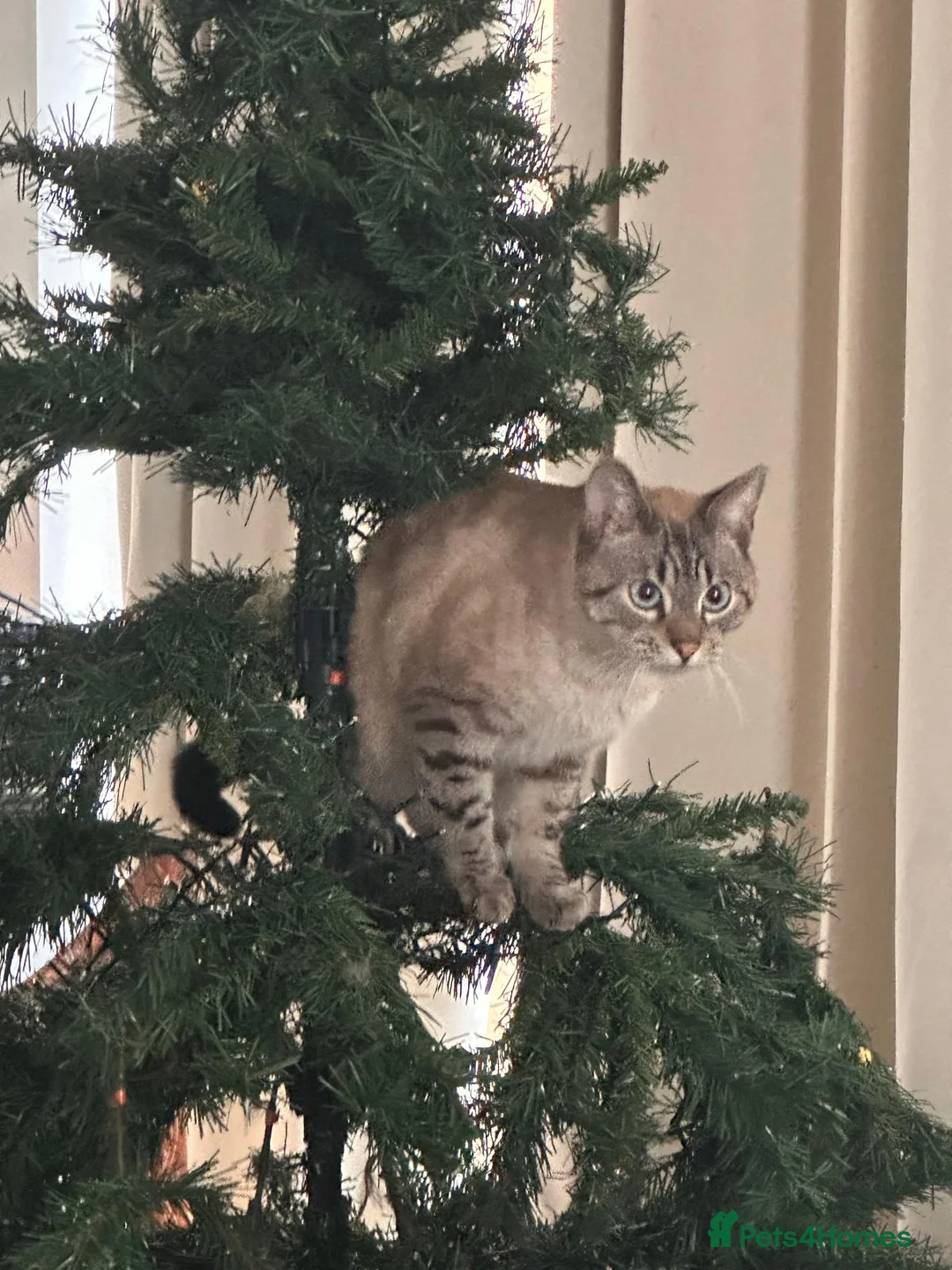 Bengal cats for sale: 2 Bengal Boys - Advert 9