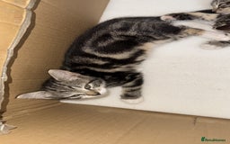 Mixed Breed cats for sale: Tabby Turkish angora - Image 5