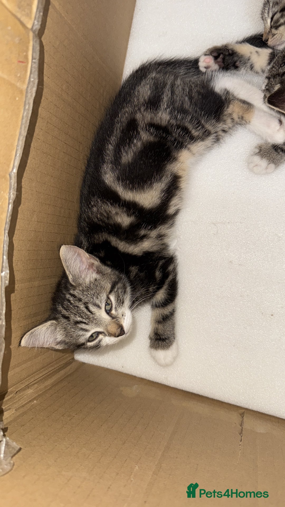 Mixed Breed cats for sale: Tabby Turkish angora - Image 5