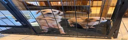 Mixed Breed dogs for sale: Just one Pootalian girl left - Advert 6
