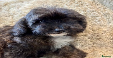Cavapoo dogs - Advert 10