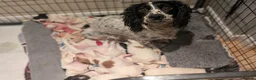 Cocker Spaniel dogs for sale: Stunning working cocker spaniels  - Advert 3