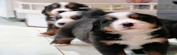 Bernese Mountain Dog dogs for sale: Quality Bernese Mountain Dog Puppies  - Advert 2