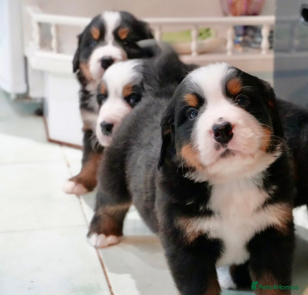 Bernese Mountain Dog dogs for sale: Quality Bernese Mountain Dog Puppies  - Advert 2