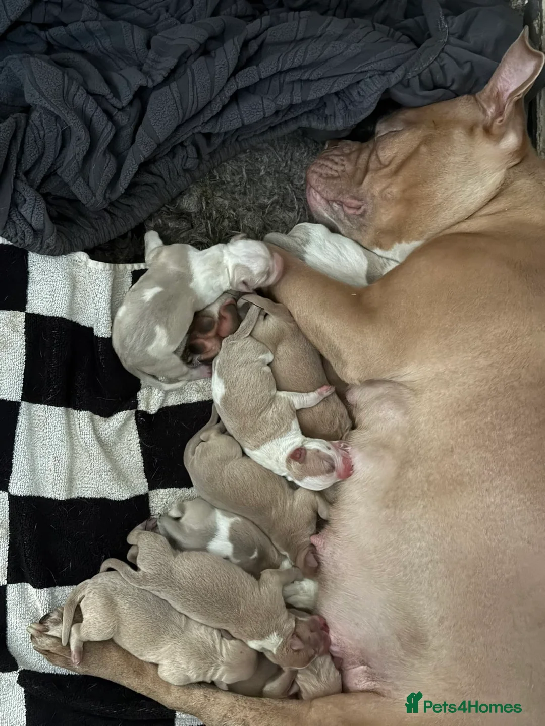 Mixed Breed dogs for sale: Puppies for sale  - Advert 1