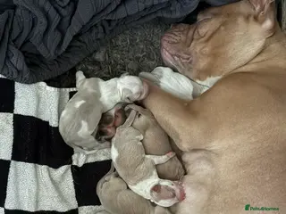 Mixed Breed dogs Puppies for sale - Advert 1