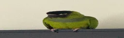 Conures birds for sale: Black Capped Conure – Needs Experienced Home - Advert 3