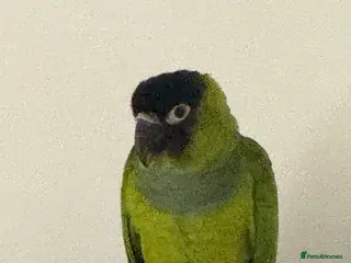 Conures birds Black Capped Conure – Needs Experienced Home - Advert 1