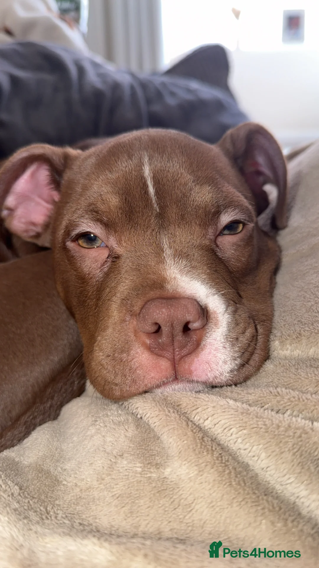 Mixed Breed dogs for sale: Male Pocket Bully - Advert 4