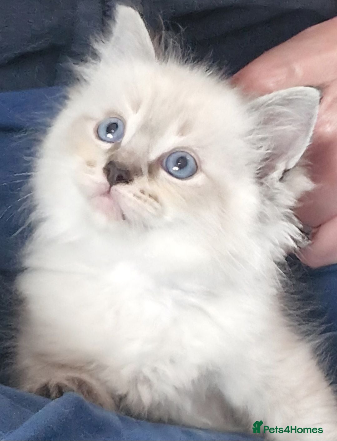 Ragdoll cats Gorgeous litter gccf registered Ragdoll kittens  - Advert 1