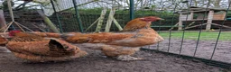Chickens poultry for sale: POL Brahma Hens for Sale - Advert 1