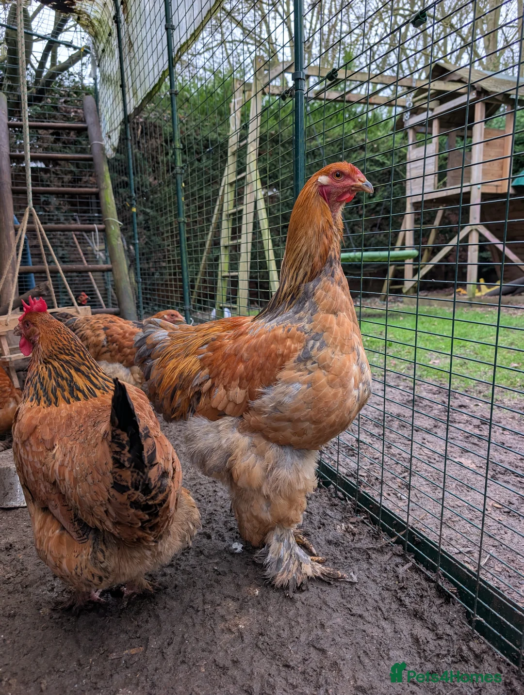 Chickens poultry for sale: POL Brahma Hens for Sale - Advert 1