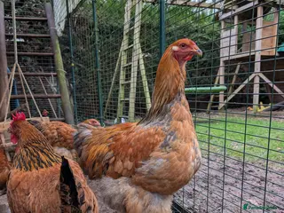 Chickens poultry POL Brahma Hens for Sale - Advert 2