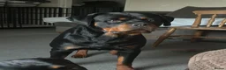 Rottweiler dogs for sale: Pure Breed Rottweiler  - Advert 23