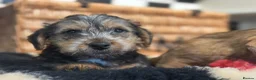 Mixed Breed dogs for sale: Stunning NORJACK pups ready now  - Advert 19