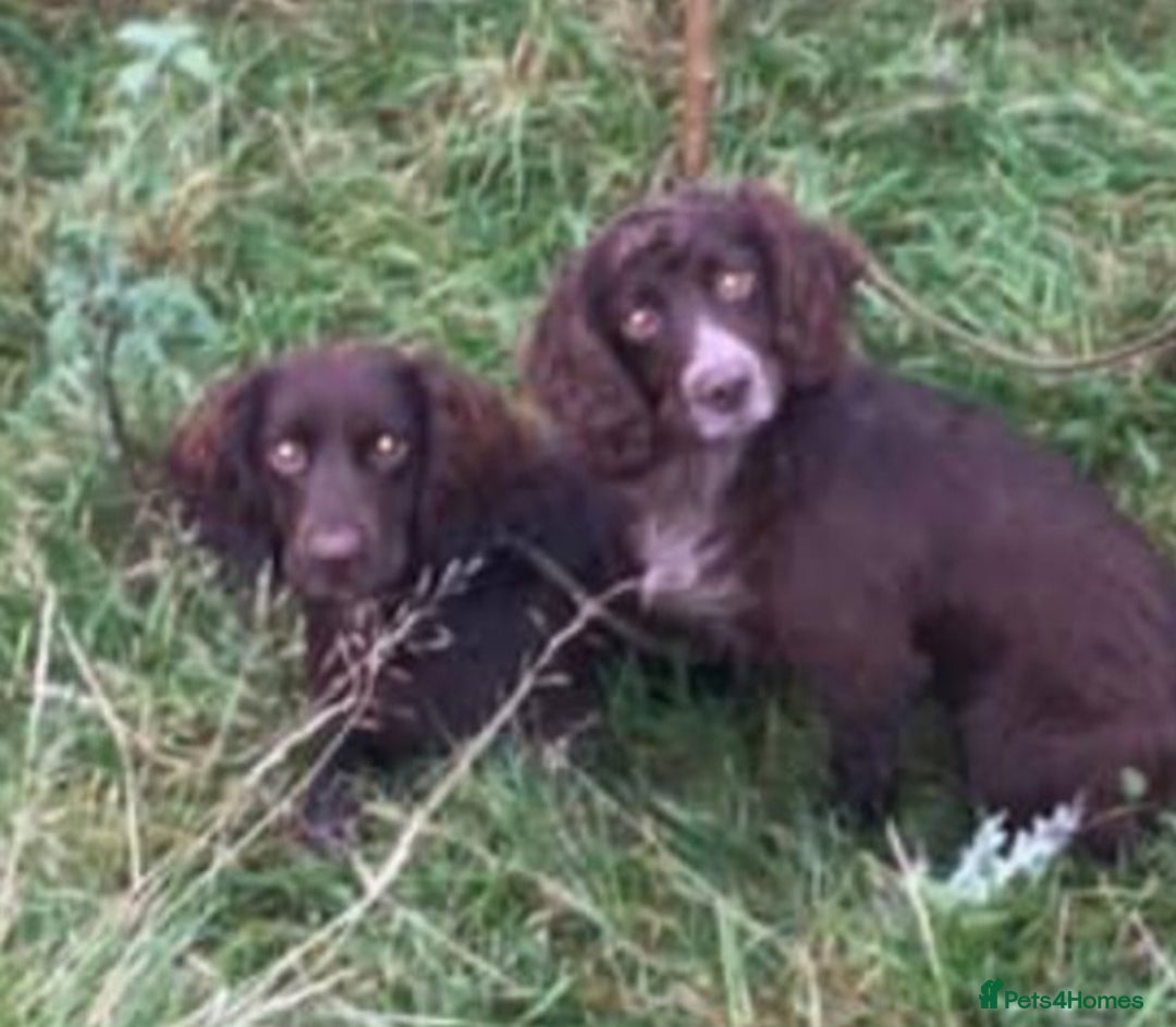Cocker Spaniel dogs for sale: Cocker spaniel dog pup - Advert 7