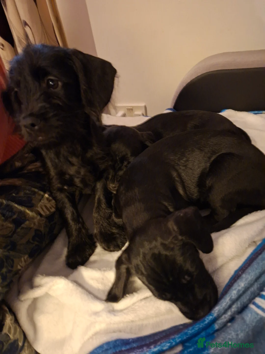 Mixed Breed dogs for sale: Miniature Poodle cross french bulldog puppies  - Advert 23
