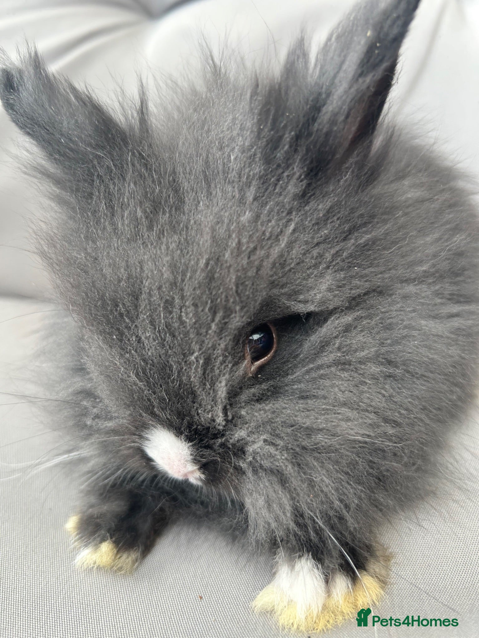 Lionhead rabbits 🦋Pure breed Teddy lionheads 🦋 - Advert 1