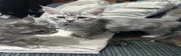 Maine Coon cats for sale: Mainecoon kittens tica registered dna clear  - Advert 7