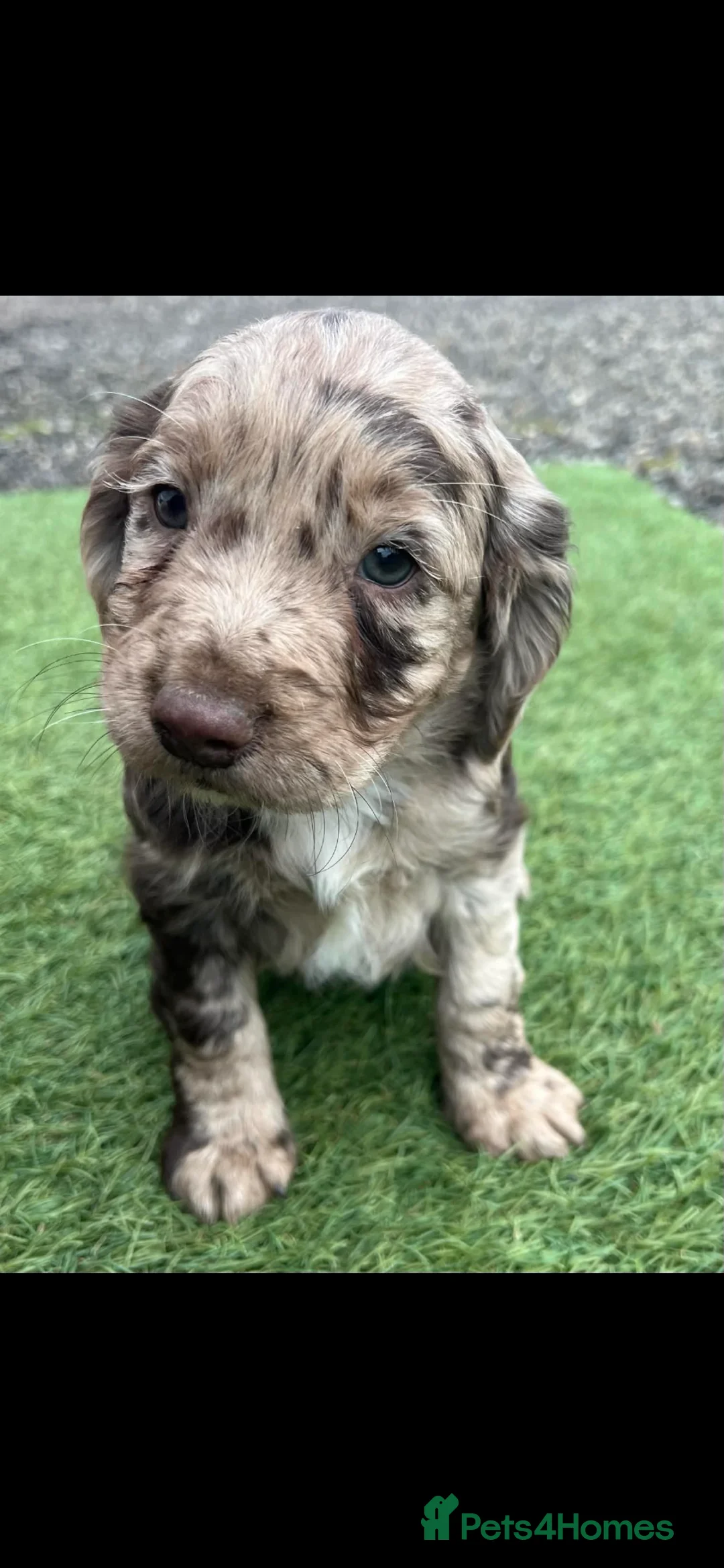 Cocker Spaniel dogs for sale: Two  beautiful boys cocker spaniels - Advert 1