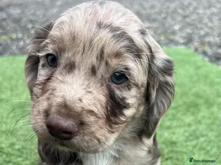Cocker Spaniel dogs Two beautiful boys cocker spaniels - Advert 3