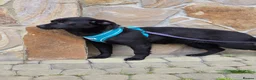 Mixed Breed dogs for adoption: ❤️🐶 MONICA – PURE AFFECTION IN A SMALL BODY in Burton-on-Trent - Advert 12