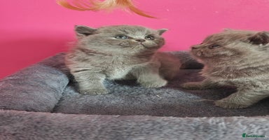 British Shorthair cats - Advert 16