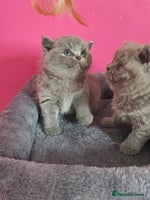 British Shorthair cats - Advert 16