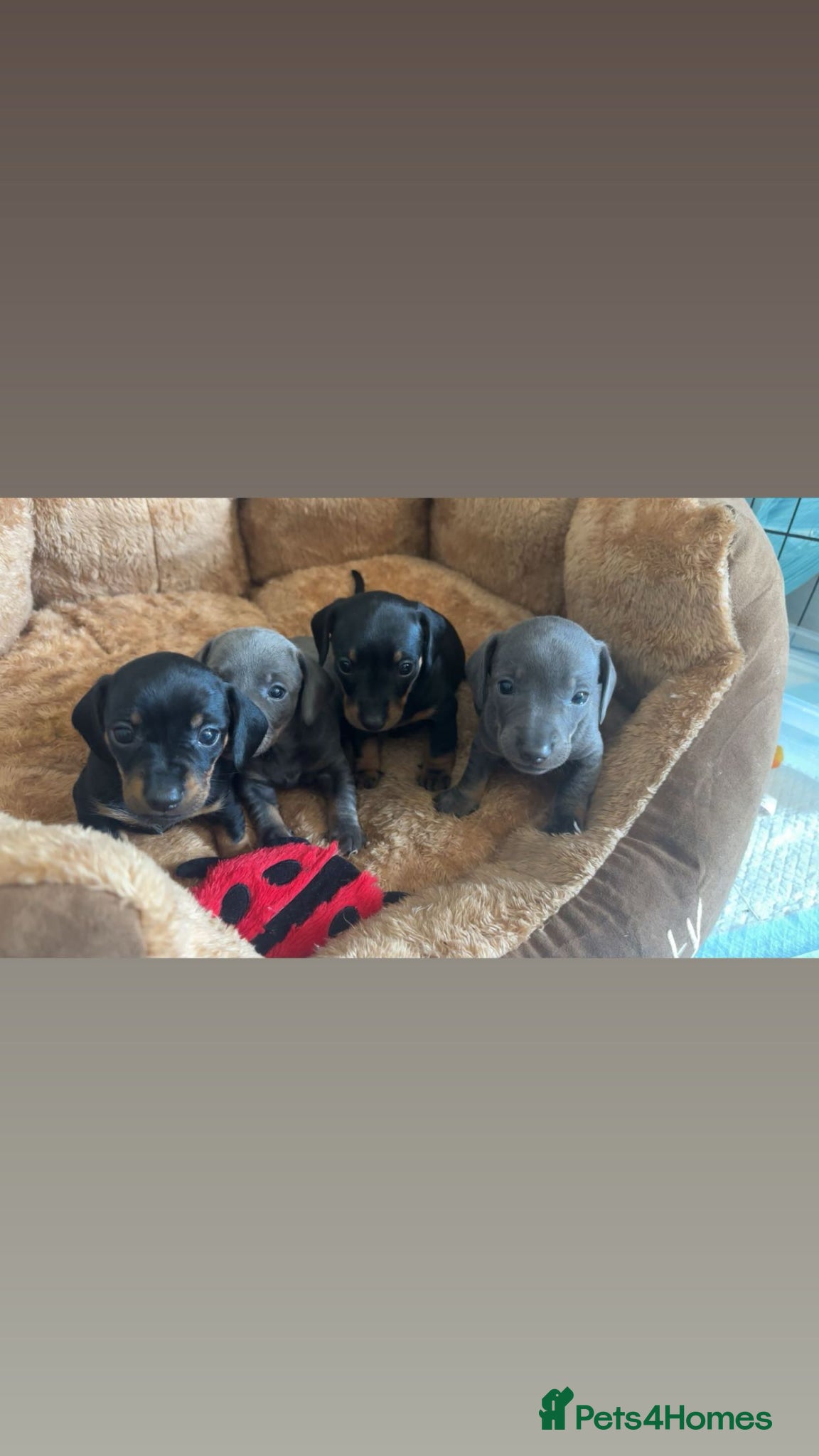 Miniature Dachshund dogs Miniature Dachshund  - Advert 15