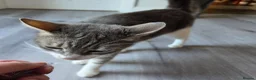Mixed Breed cats for sale: 2 x male kittens - Advert 1