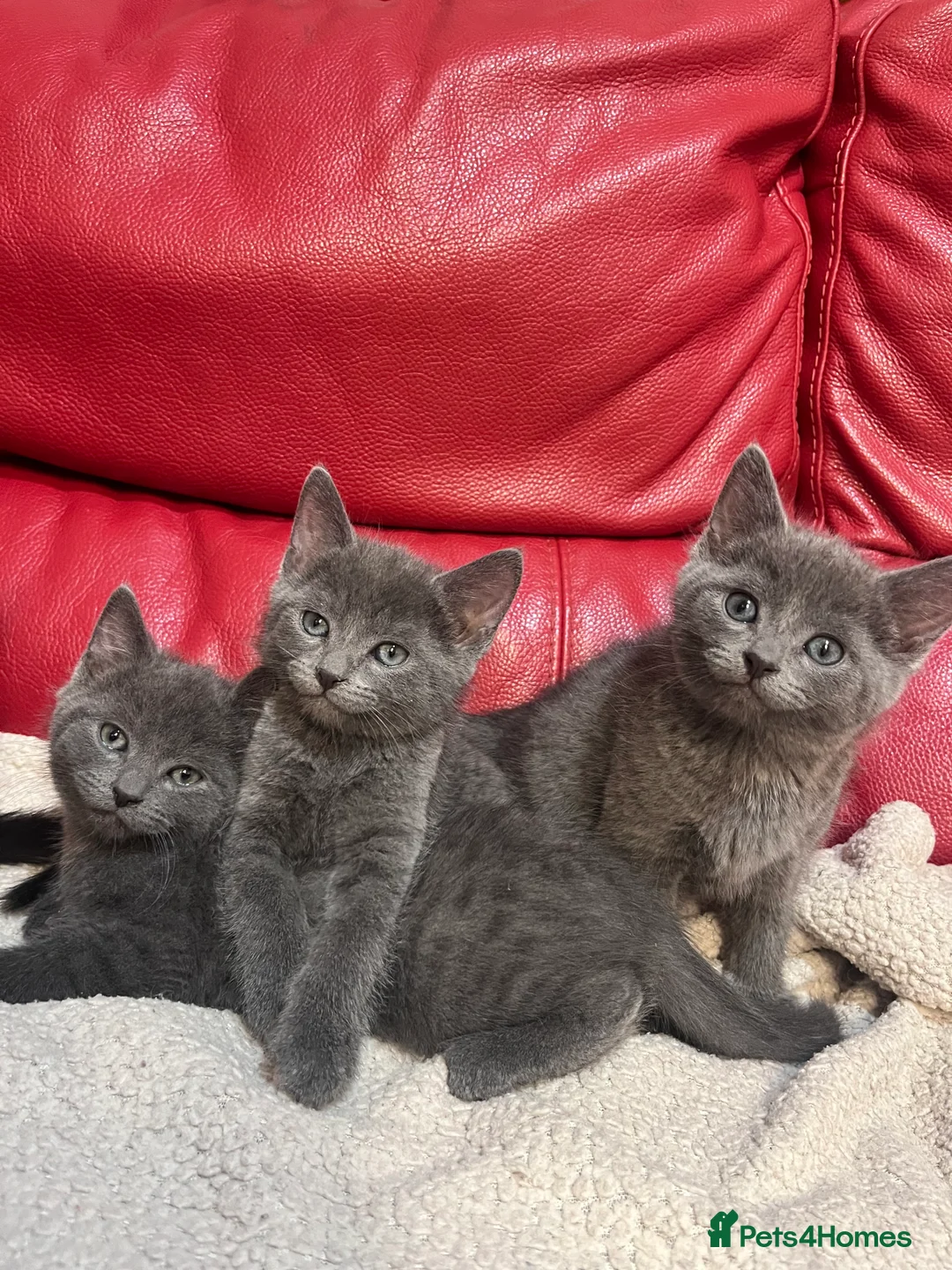 British Shorthair cats for sale: 5 adorable males looking for new home - Advert 7