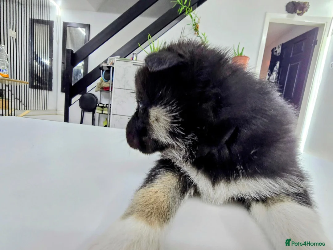 Shepsky dogs for sale: The new generation has arrived 🙌  - Advert 30