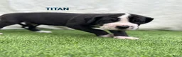 Great Dane dogs for sale: Chunky Great Dane puppies  - Advert 30