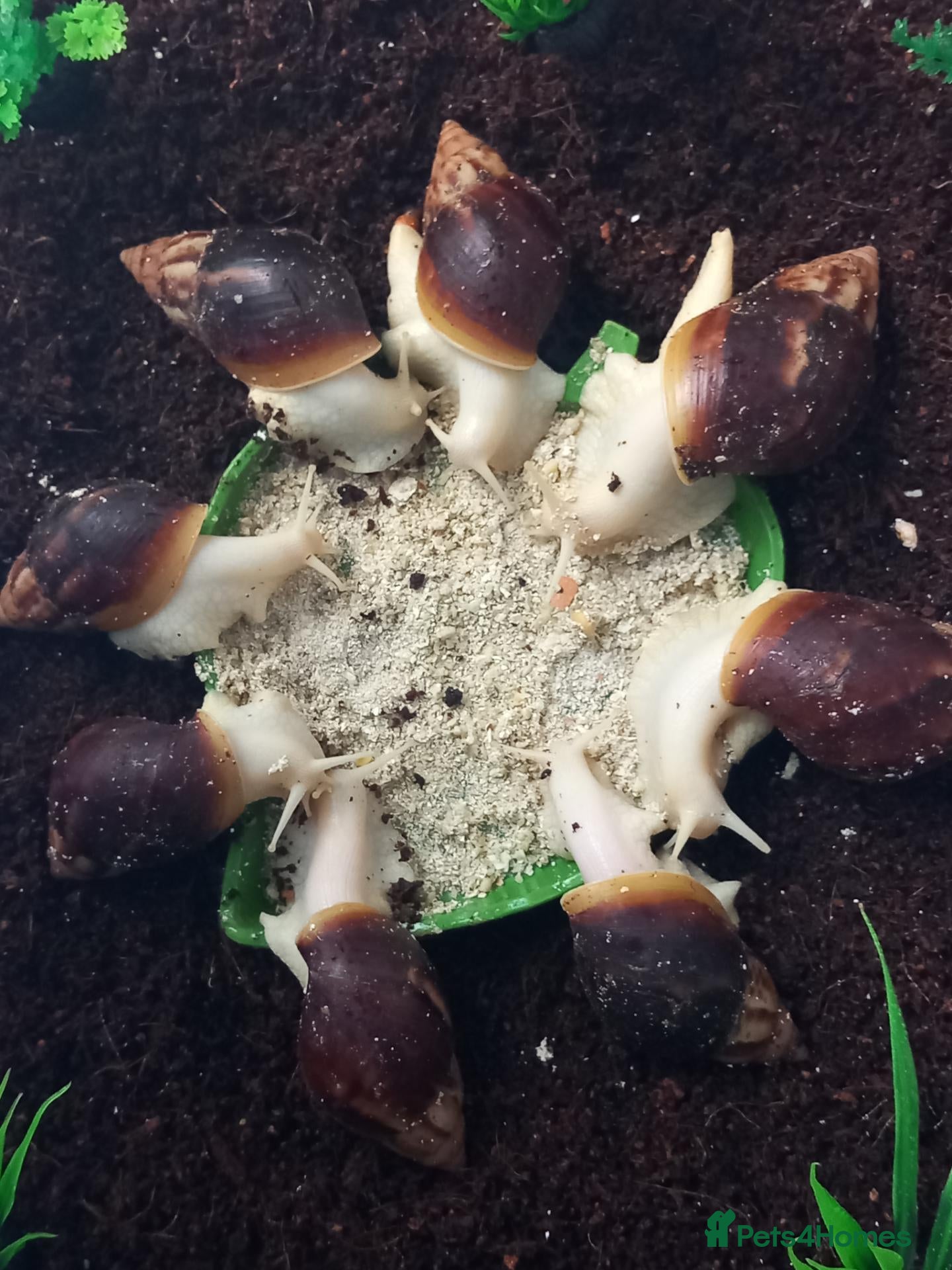 Snails invertebrates Giant African Land Snails Juveniles - Advert 1