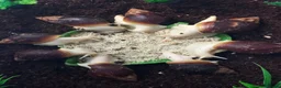 Snails invertebrates for sale: Giant African Land Snails Juveniles in Milton Keynes - Advert 1