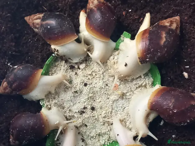 Snails invertebrates Giant African Land Snails Juveniles - Advert 1