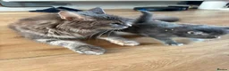 Maine Coon cats for sale: 🐾 TWO BEAUTIFUL MAINE COON KITTENS AVAILABLE 🐾 - Advert 5