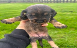 Dachshund dogs for sale: WHD - Wirehaired Dachshund (Teckle) Pups - Image 11