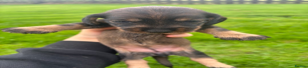 Dachshund Puppy 4