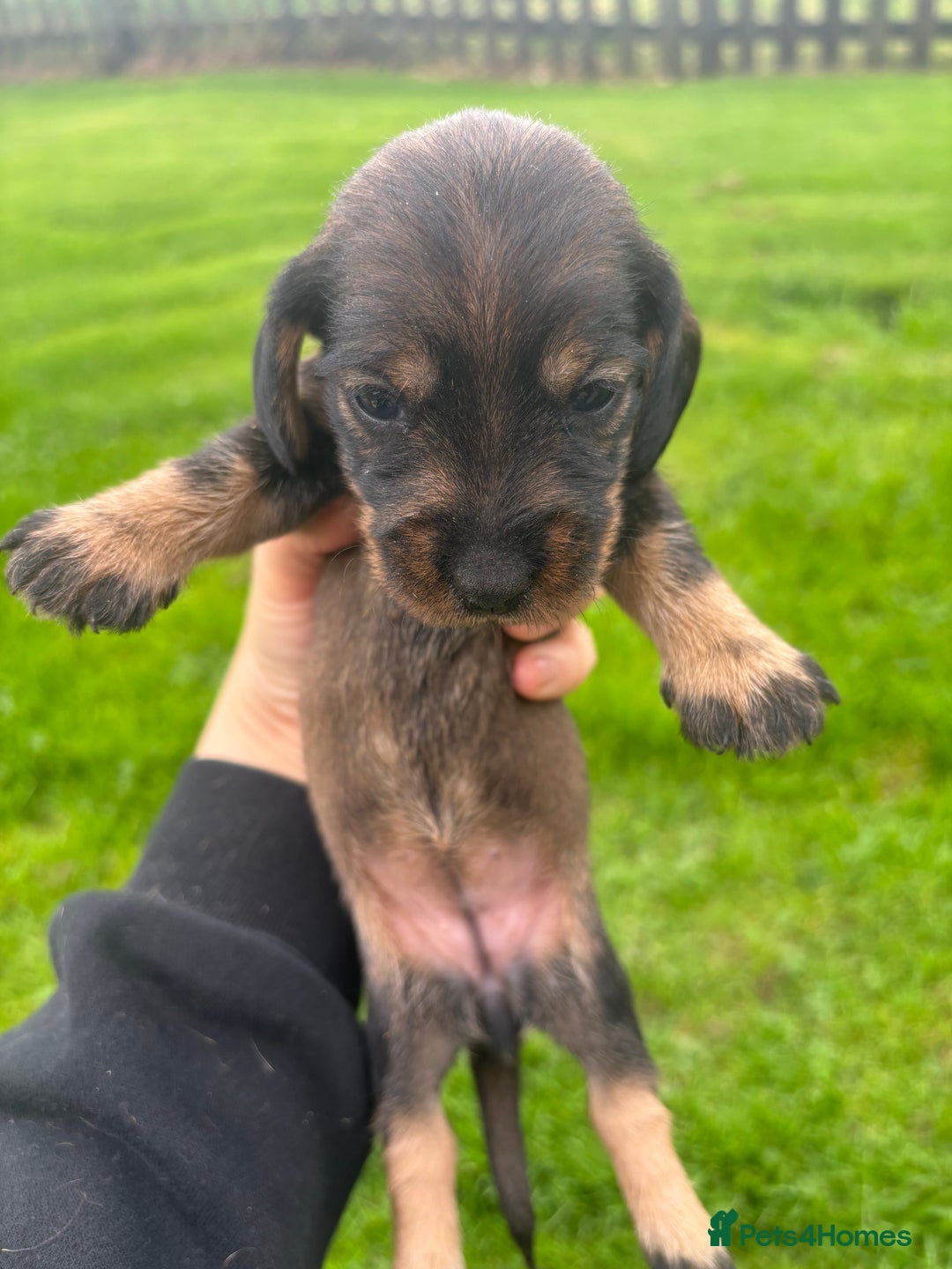 Dachshund dogs for sale: WHD - Wirehaired Dachshund (Teckle) Pups - Image 11