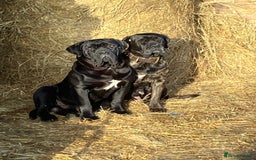 Cane Corso dogs for sale: Top quality  - Image 18
