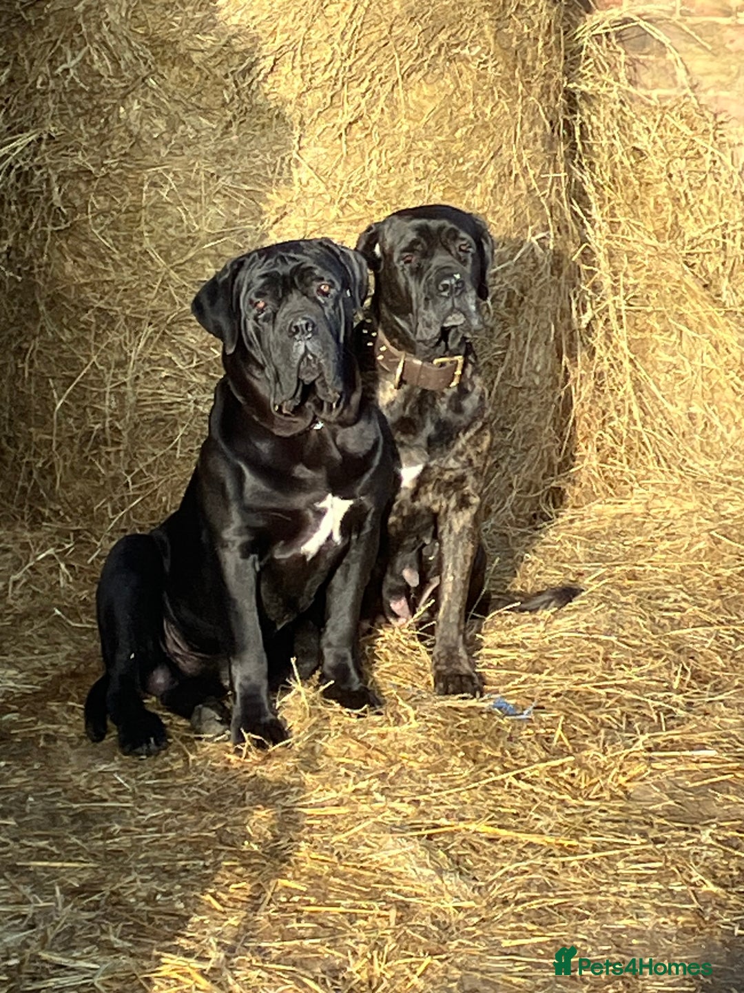 Cane Corso dogs for sale: Top quality  - Image 18