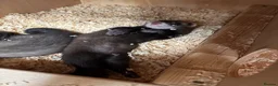 Ferret rodents for sale: Black ferrets  in Cardiff - Advert 7