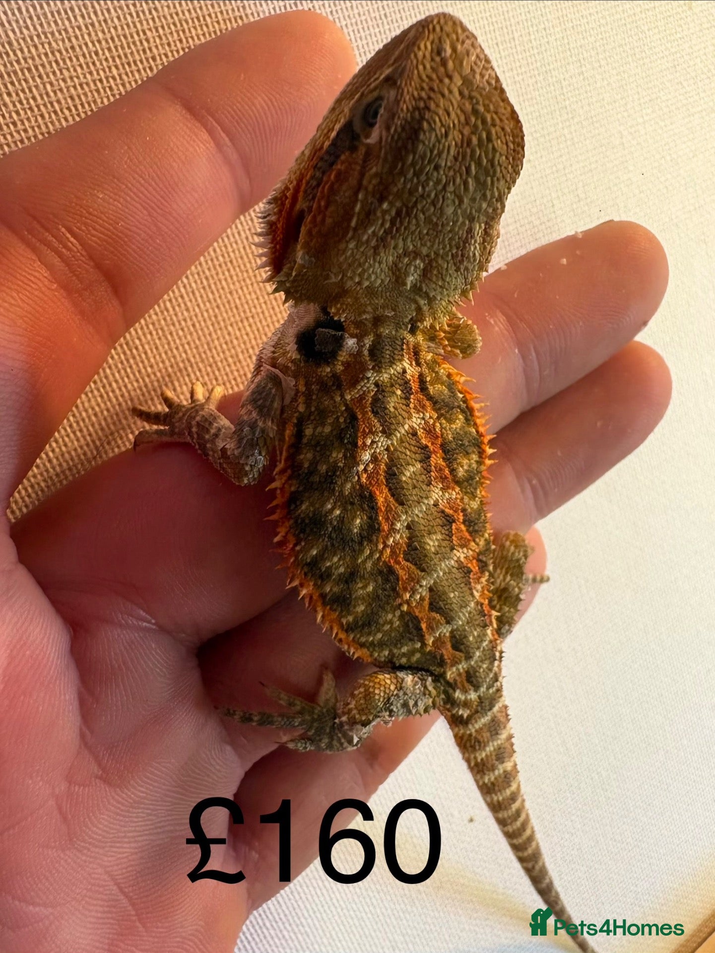 Bearded Dragon reptiles Beautiful baby bearded dragons  - Advert 1