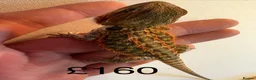 Bearded Dragon reptiles for sale: Beautiful baby bearded dragons  - Advert 1