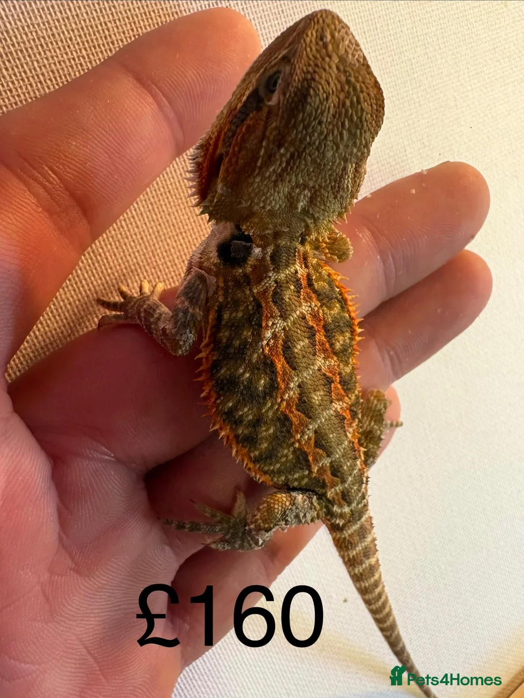 Bearded Dragon reptiles for sale: Beautiful baby bearded dragons  - Advert 1