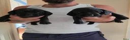 Mixed Breed dogs for sale: Dachshund cross spaniel puppies  - Advert 14