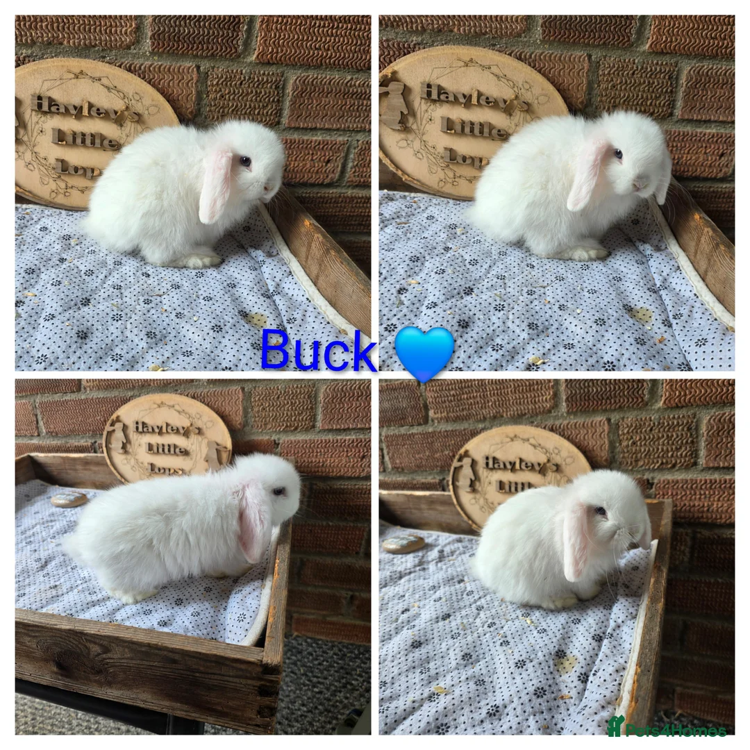 Mini Lop rabbits for sale: Gorgeous pure breed mini lops  - Advert 8